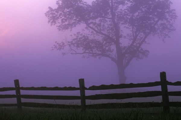 Fenceline Silhouette With Tree by PacificStock