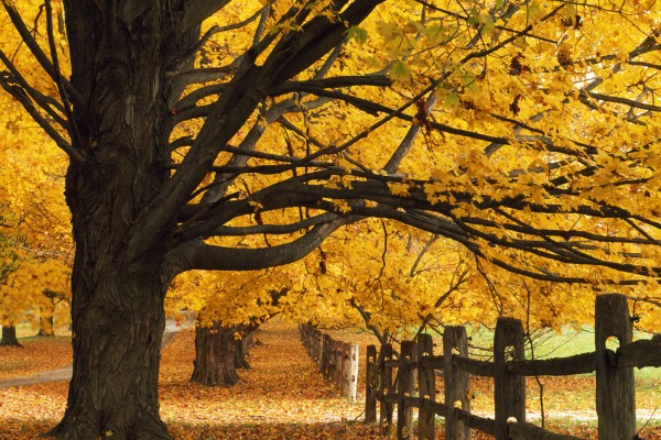 Trees In Autumn by PacificStock