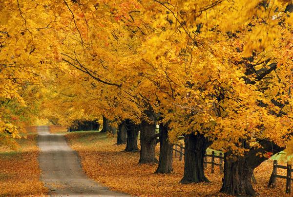 Trees In Autumn by PacificStock