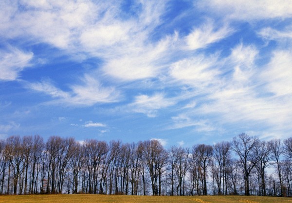 Trees And Clouds Print