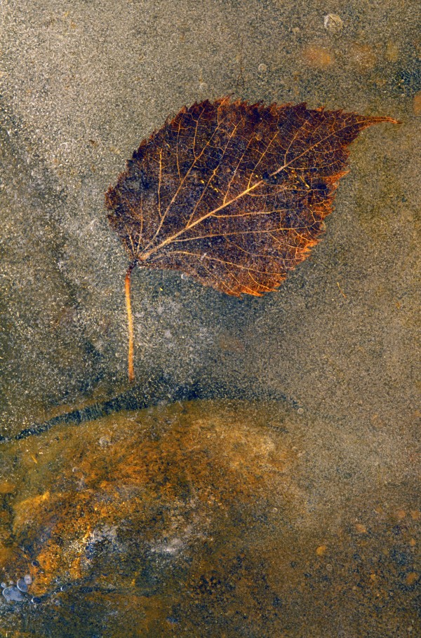 Frozen Leaf Print