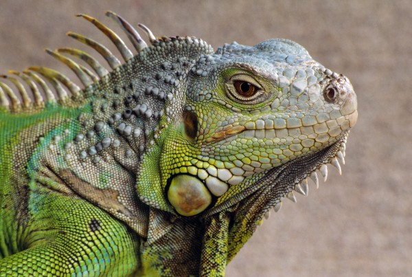 Iguana Profile Print