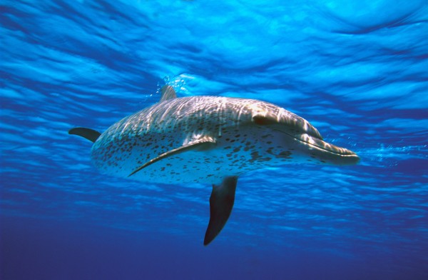Atlantic Spotted Dolphin by PacificStock