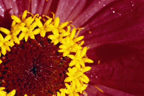 Detail Of The Inside Of A Flower by PacificStock