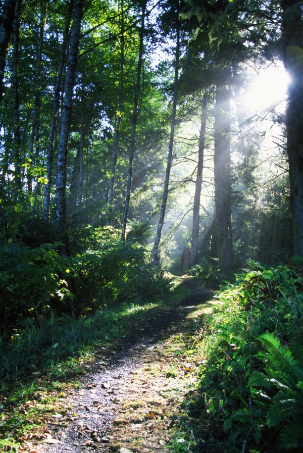 Sunlight Through Trees, Ecola State Park, Oregon, Usa by PacificStock