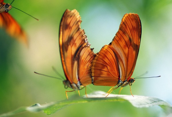 Two Butterflies On A Leaf by PacificStock