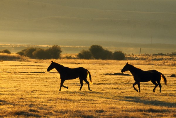 Silhouetted Horses Running by PacificStock