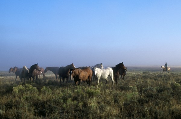 Herd Of Horses And Cowboy On Horseback by PacificStock