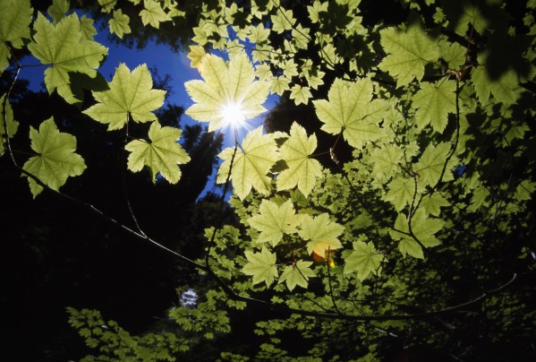 Sunlight Through Maple Leaves Print