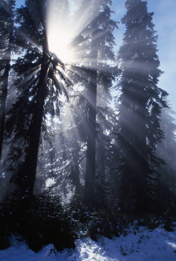Sunbeams Through Pine Trees Print