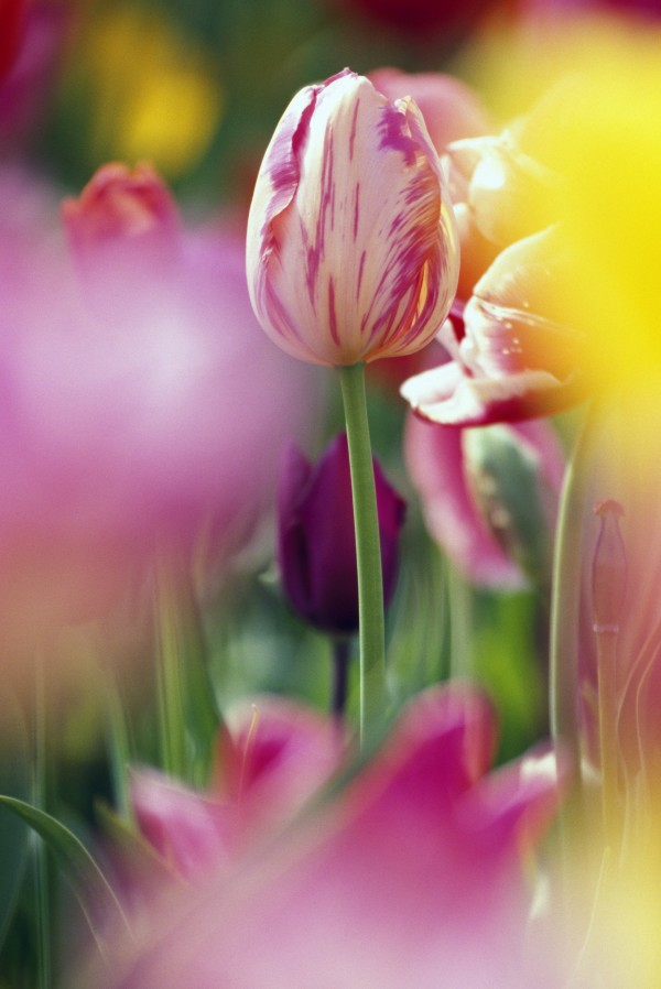 Tulip Flower Print