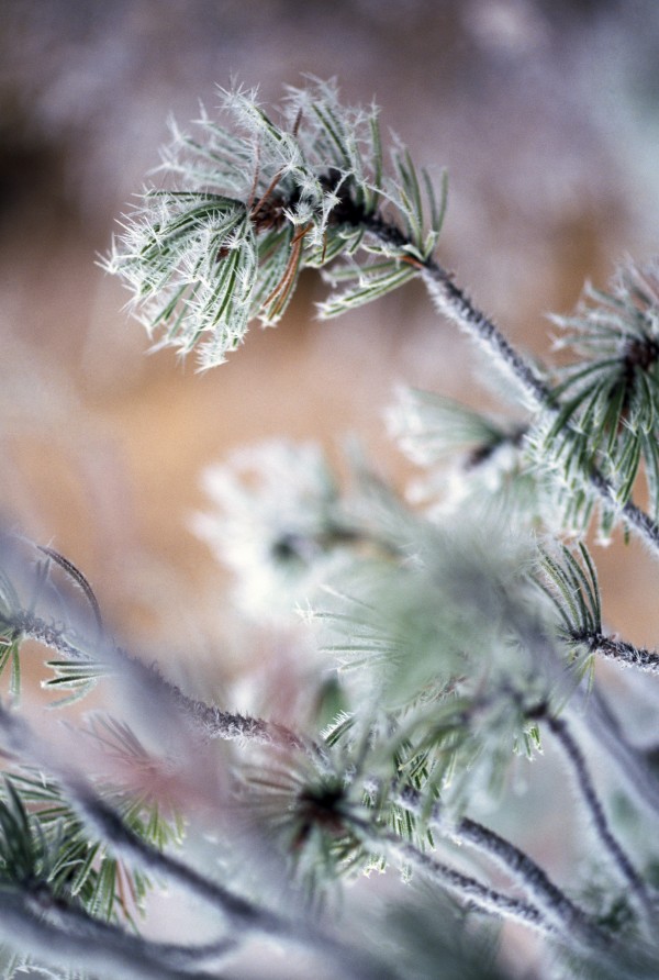 Frost On Pine Tree Branches Print