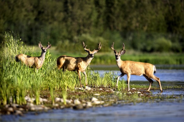 Deer Print