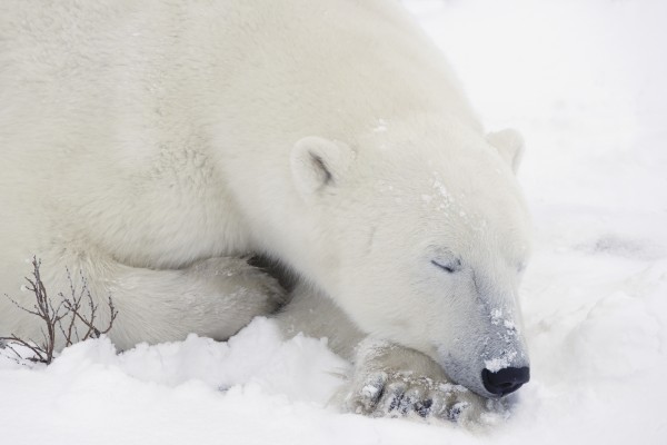 Sleeping Polar Bear by PacificStock
