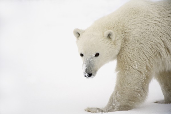 Polar Bear Print