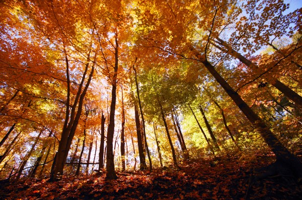 Trees In Autumn by PacificStock