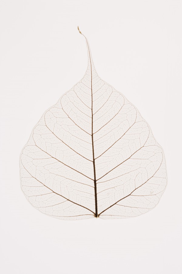 Transparent Leaf Print