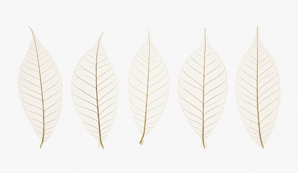 Row Of Leaves by PacificStock