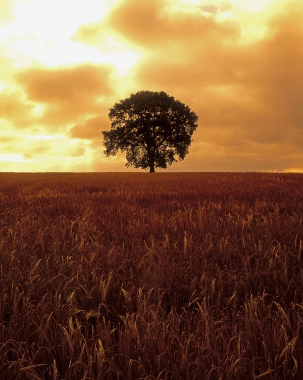 Oak Tree In A Barley Field, Ireland by PacificStock