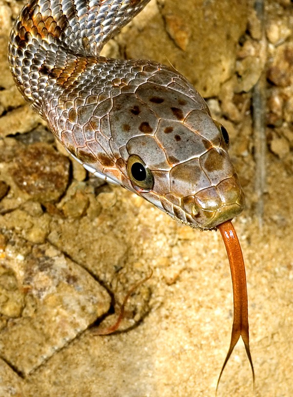 Baird's Rat Snake Tongue Flick by PacificStock
