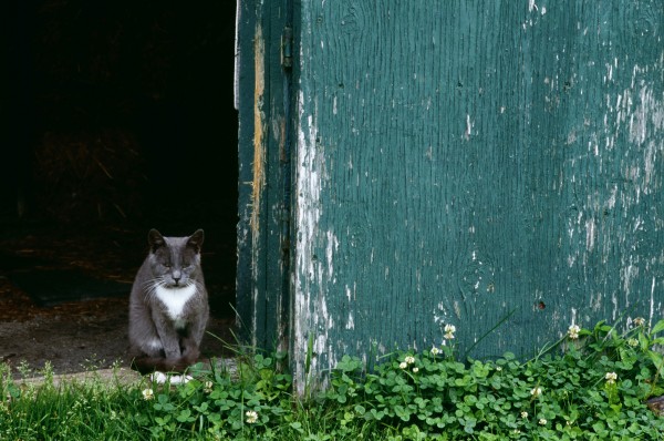 Cat In A Doorway Print