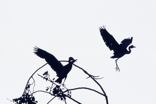 Herons In Flight Print