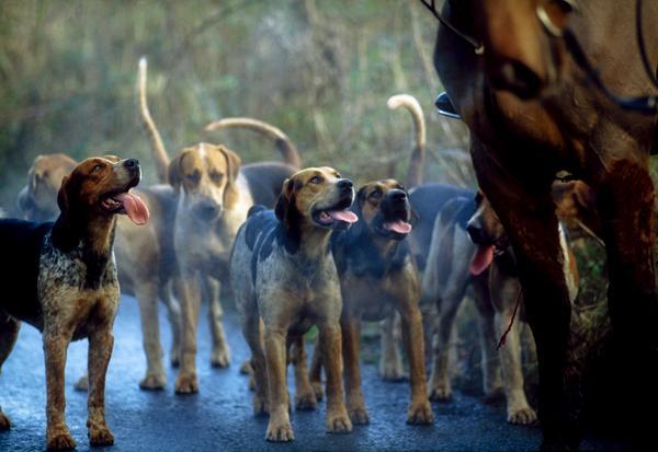 Galway Blazers, Co Galway, Ireland; Hunting With Foxhounds by PacificStock