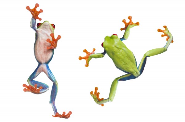 Two Red Eyed Tree Frogs Print