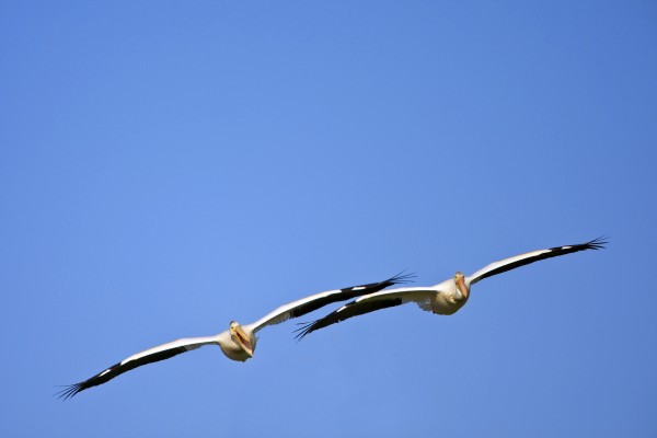 Two Pelicans In Flight by PacificStock