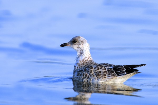 Young Gull Swimming by PacificStock