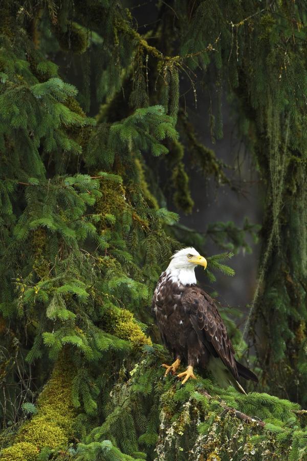 Eagle In The Woods by PacificStock