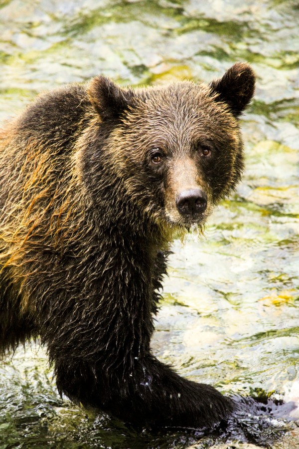 Grizzly Bear Print