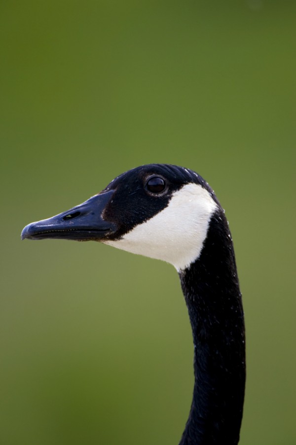 Goose Head Print