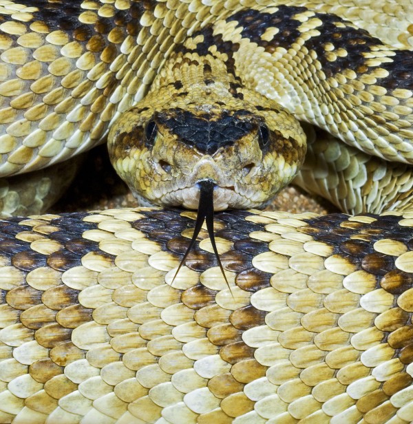 Northern Black-Tailed Rattlesnake by PacificStock