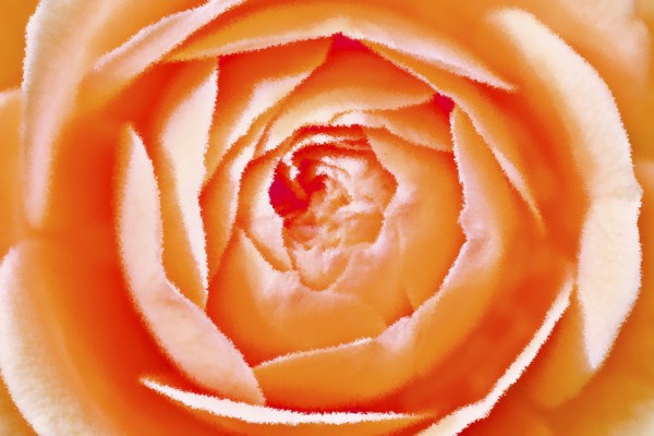 Orange Rose Print