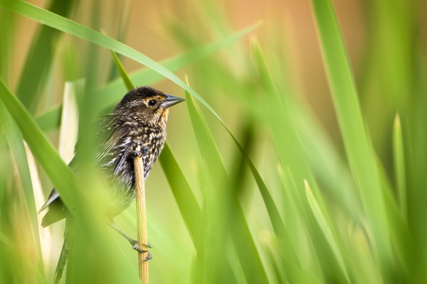 Pine Warbler (Dendroica Pinus) by PacificStock