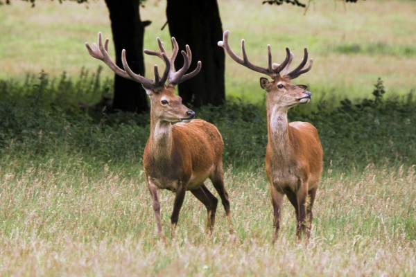Elk In The Wild by PacificStock