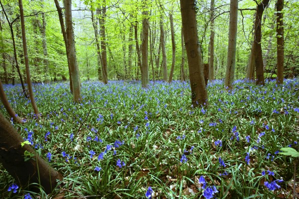 Violets In Forest Print