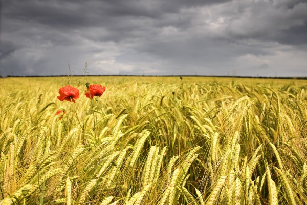 Two Red Poppies In Wheat Field by PacificStock