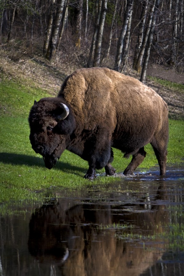 Buffalo By River Bank by PacificStock