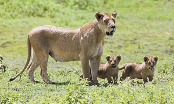 Lioness With Cubs by PacificStock