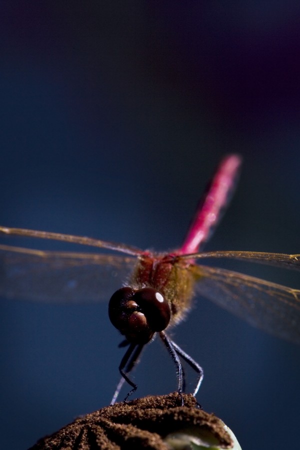 Close Up Of A Dragonfly by PacificStock