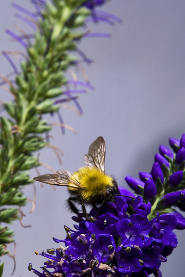 Bee On Purple Flowers by PacificStock