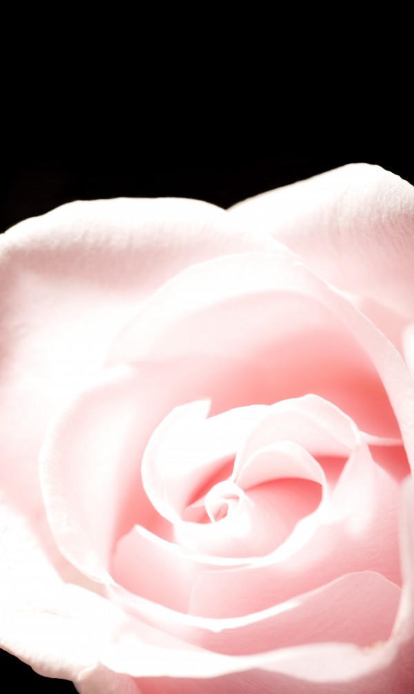 Pink Rose, Close-Up by PacificStock