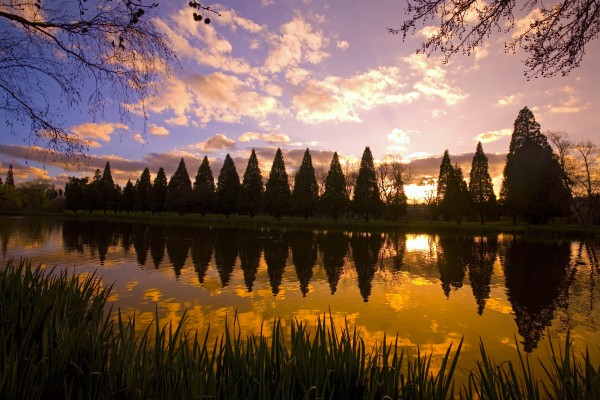 Sunset Reflection In A Park Pond, Portland, Oregon by PacificStock