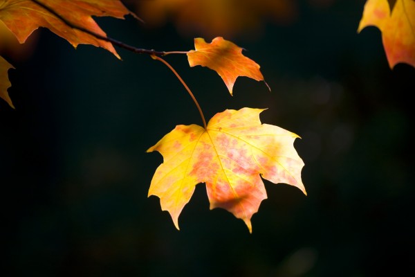 Fall Leaf Print