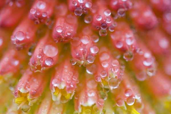 Closeup Of Flower Stamen by PacificStock