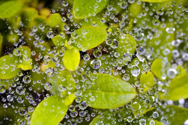 Closeup Of Morning Dew On Leaves by PacificStock