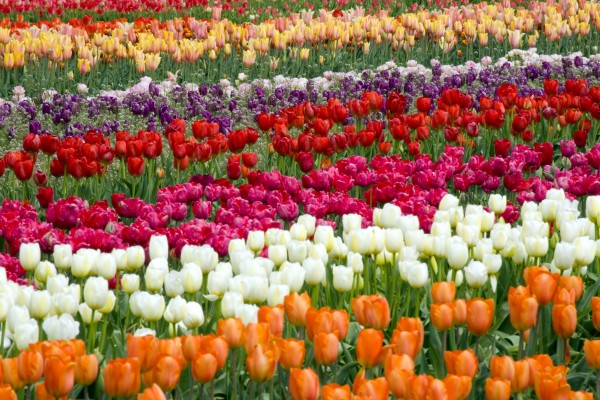 A Tulip Field Print