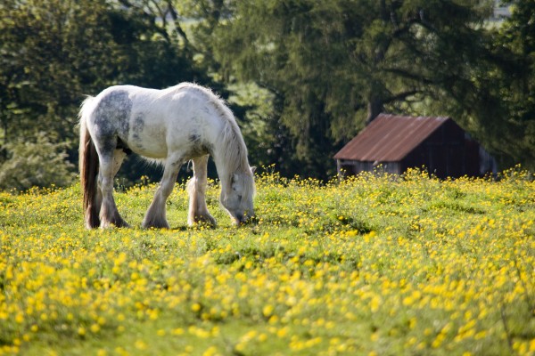 Horse Grazing In Field Of Buttercups by PacificStock